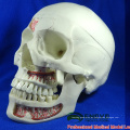 DENTAL10 (12569) Human Medical Anatomische Erwachsene Osteopathische Schädelmodelle 10-teilig